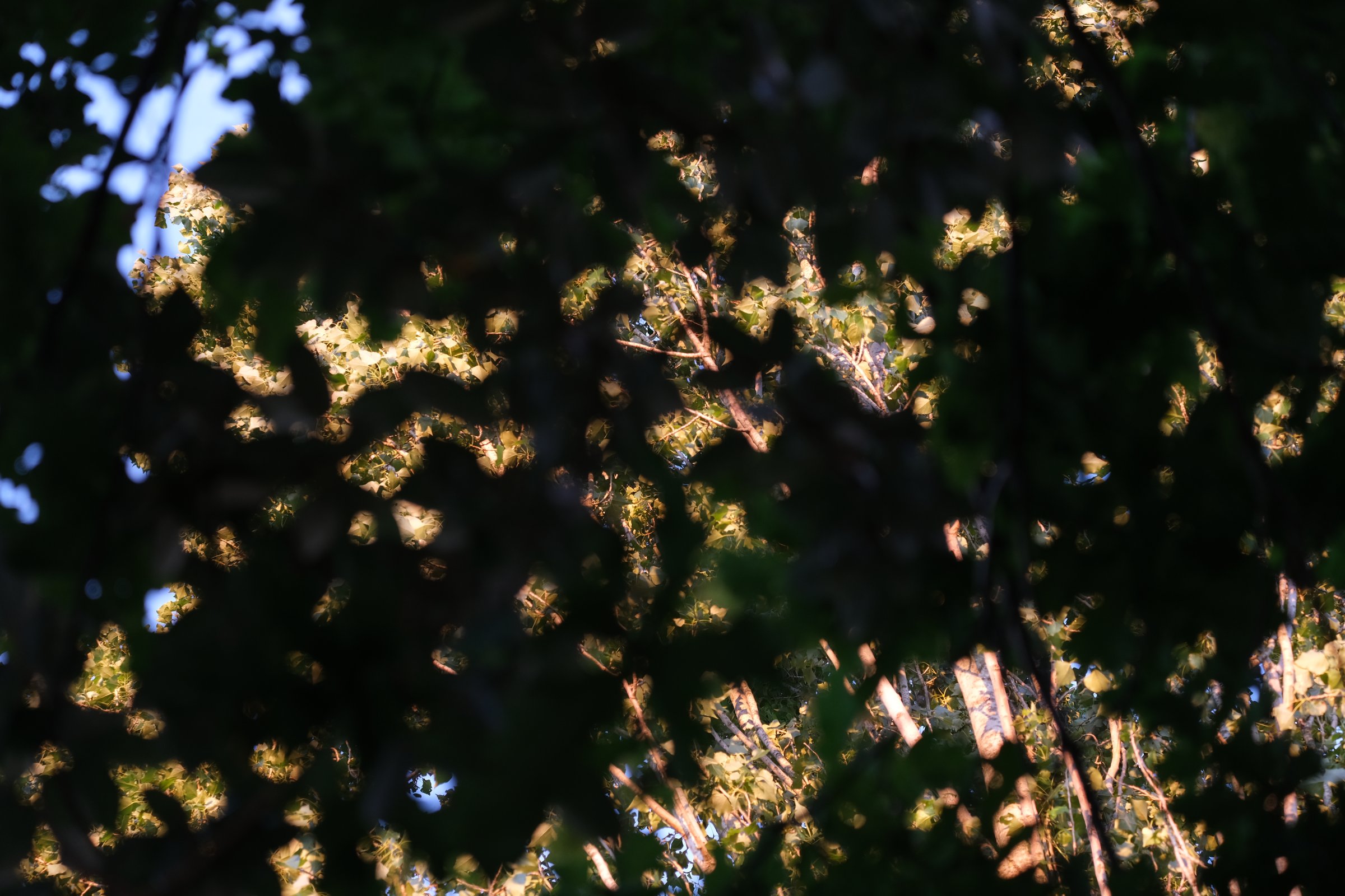 Ambient Colors